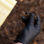 Gloved hand holds a small clump of dark soil and wood chips outdoors, with a yellow notebook in the background.